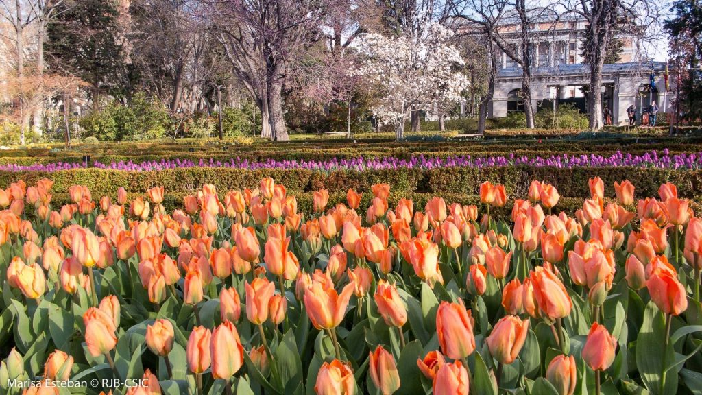 Royal Botanical Garden